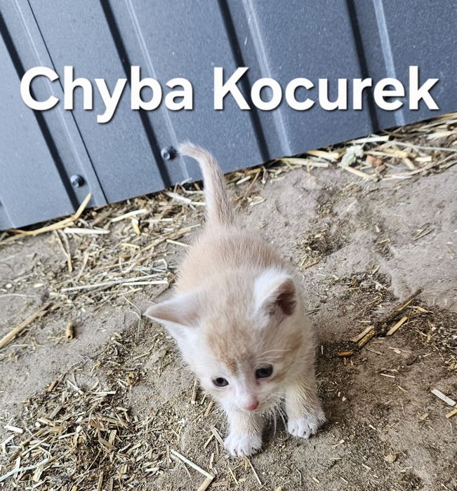 REZERWACJA Kontakt Olx. Oddam koty.