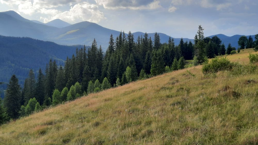 Рівна ділянка, під будову. Межує з лісом. 40 соток в Дземброні