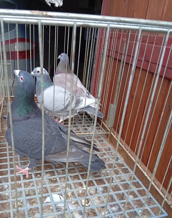 Gołębie pocztowe gołąb pocztowy