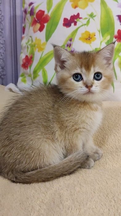 Золотая шиншилла, девочка