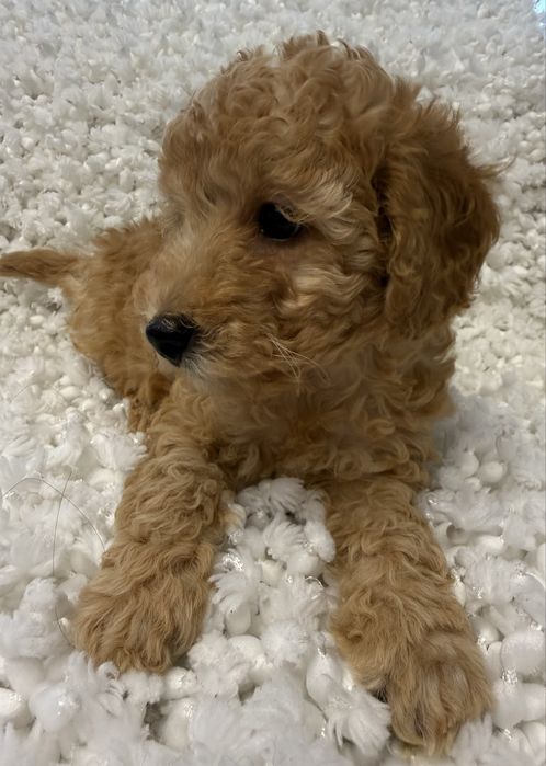 Pudel sunia rodzice badania genetyczne