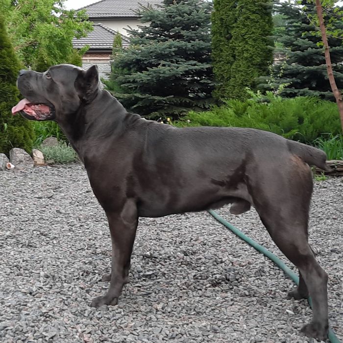 Кобель Кане Корсо для вязки