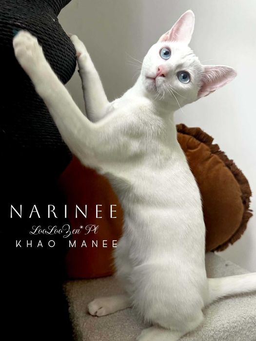 Kotka rasy Khao Manee