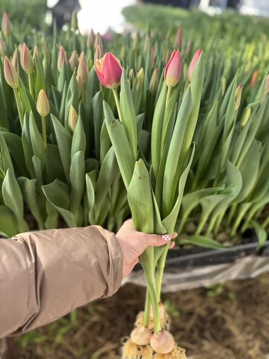 Тюльпаны к 8 марта, ОПТ розница ФОП