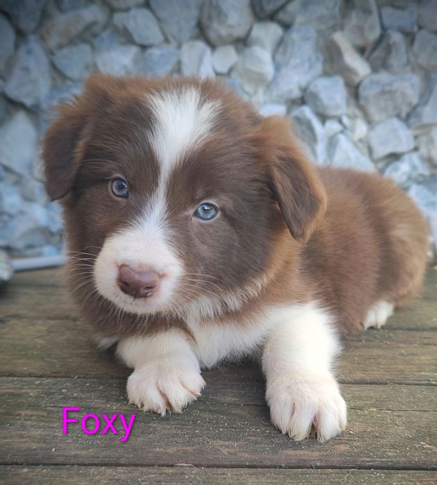 Border collie suczka czekoladowo biała przebadani rodzice