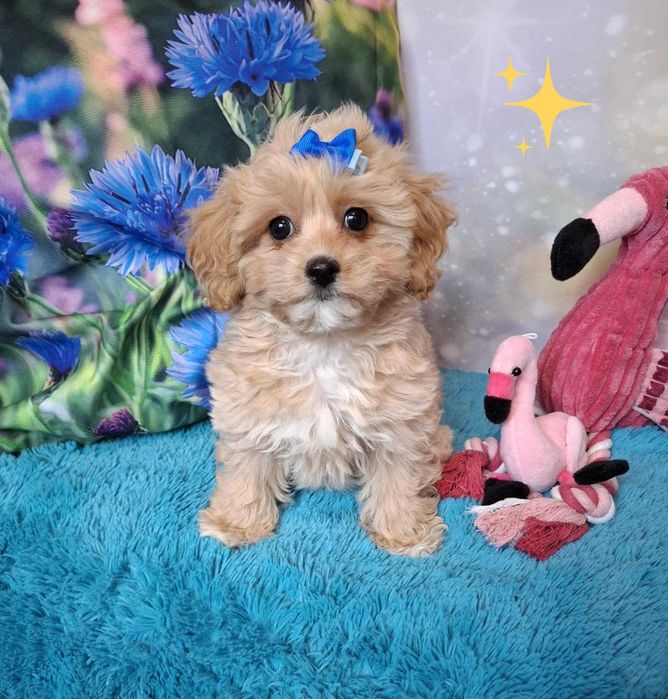pudel toy maltańczyk  maltipoo  suczka do odbioru po 11 pażdziernika