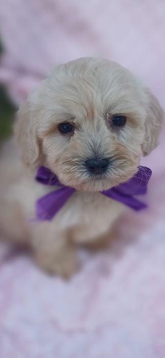 Найлюбиміша мальтіпу Ф1