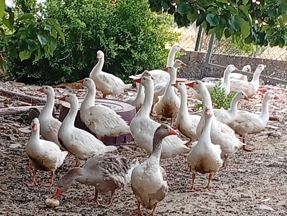 Patos gansos de 4 meses de idade