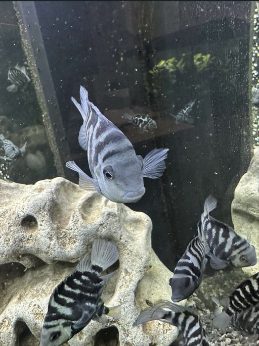 Чорнополоса цихлазома, акваріумні рибки
