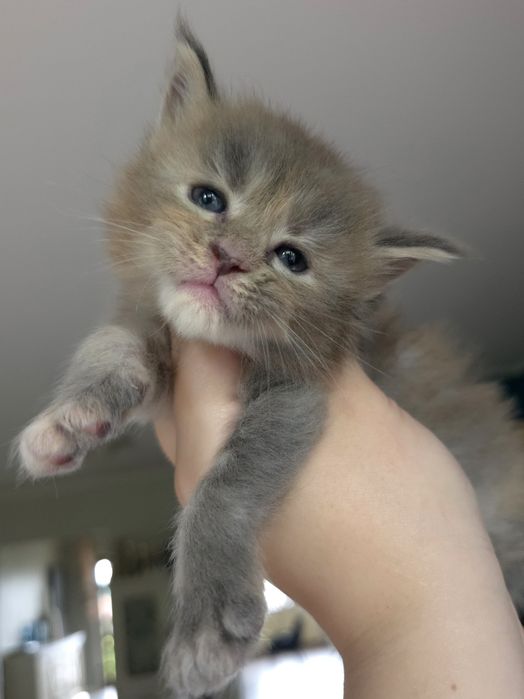 Cudna niebieska pręgowana szylkretka maine coon!