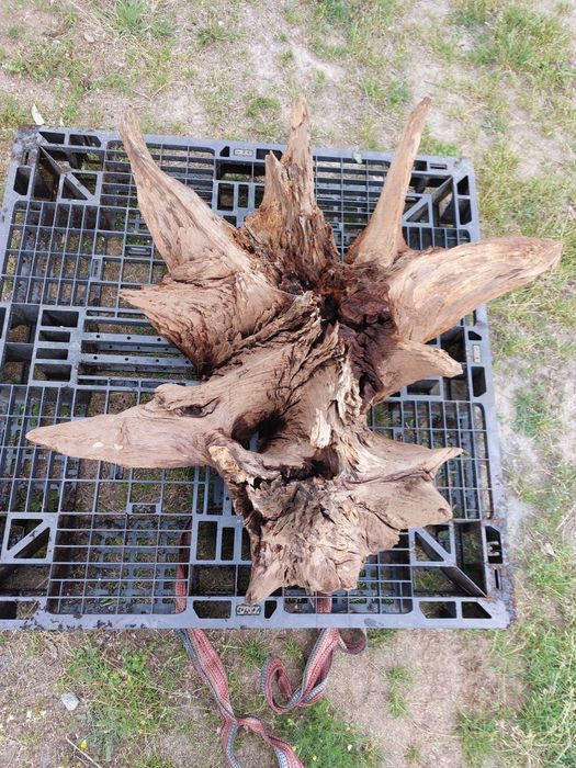 Korzeń ozdoba ogrodu