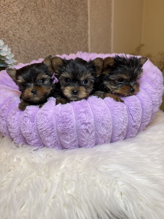 Шикарні супер мініки