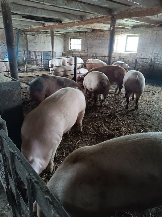 Продам свиней живою вагою 150 190 кг
