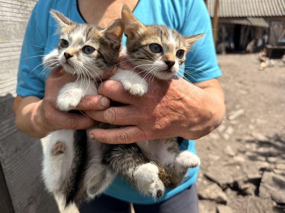 Кошенята у добрі руки