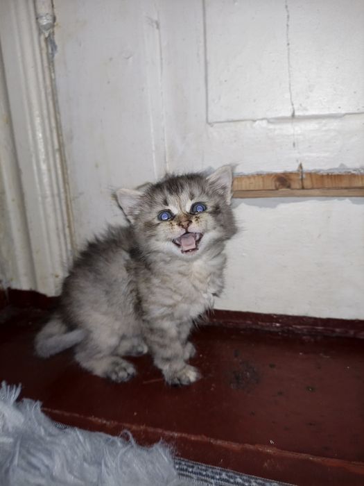 Кошенята безкоштовно.