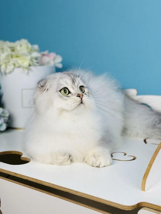 Хлопчик скотіш фолд, cрібна шиншилла