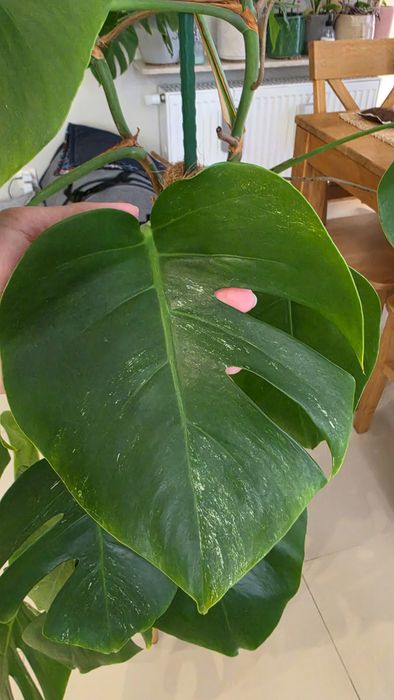 Monstera variegata