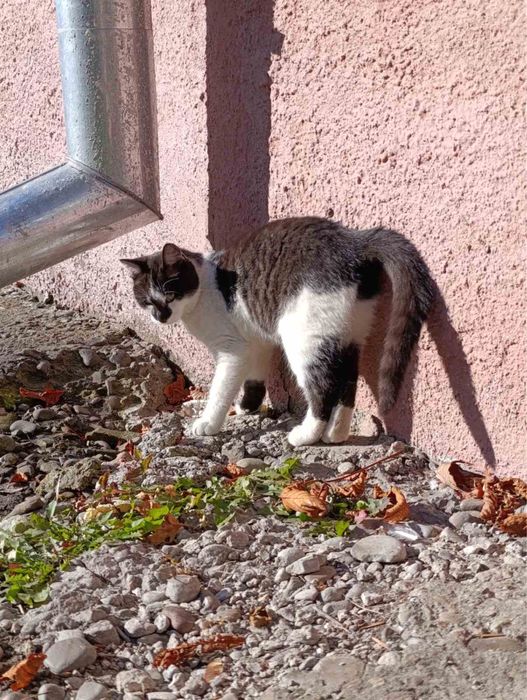 Киця Краля в пошуках люблячих господарів