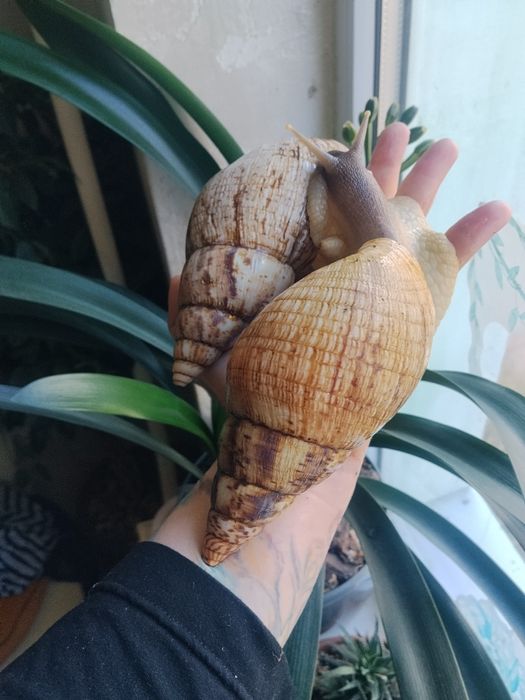 Ахатина ретикулята черноголавая