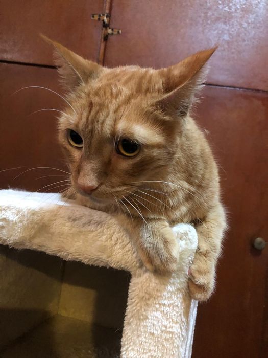 Gato Amarelo 6 anos super meigo
