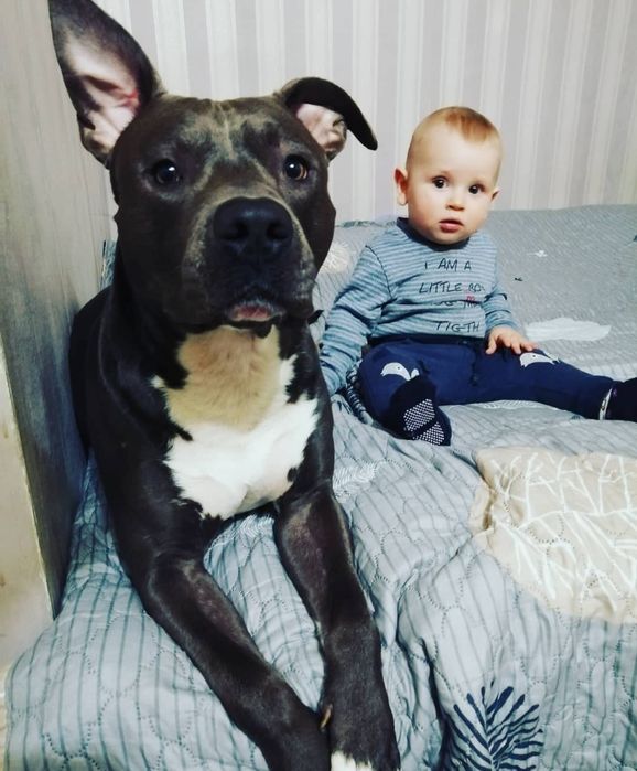 Вязка питбуль серый