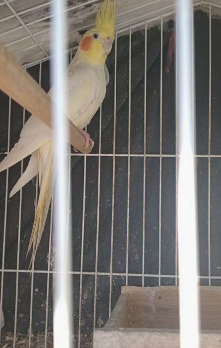 Vendo caturra com gaiola