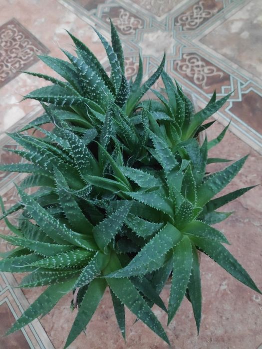 Алоє арістата сукуленти