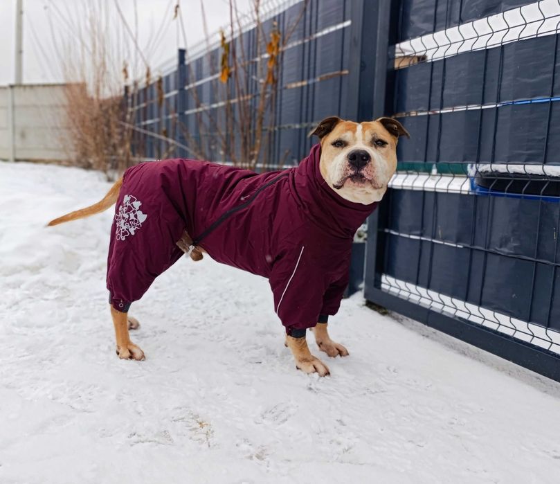 Pitbull / Dog / Amstaff