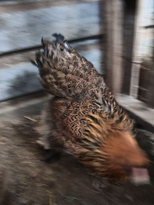 Casal Brahmas Perdiz Dourado