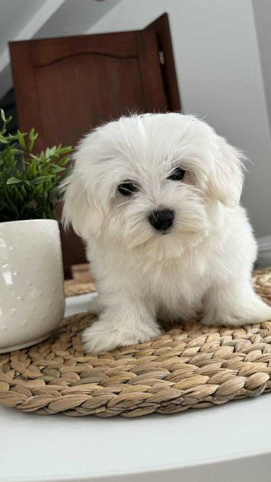 Śliczny Piesek Maltańczyk z Rodowodem Chipem