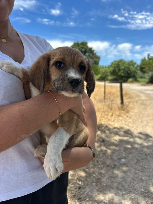 Caezinhos para adoção - 2 meses e meio - mãe cruzada caniche