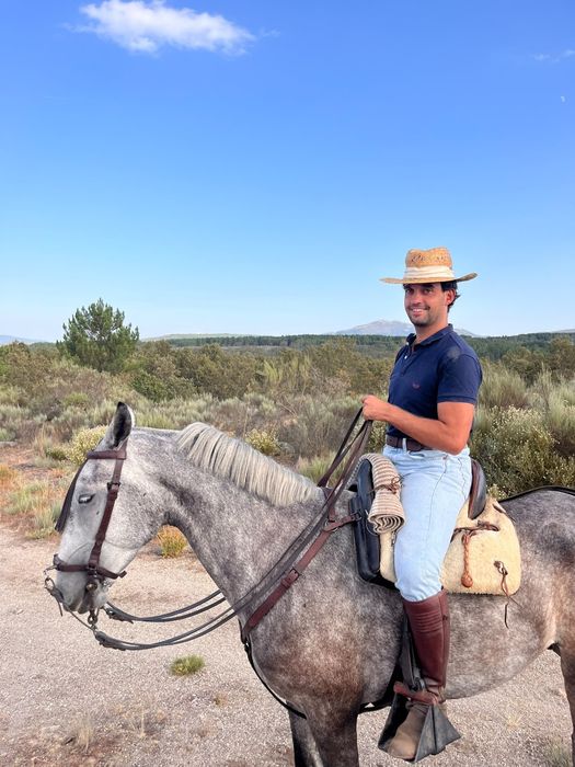 Poldro  PSL ,muito bem ensinado,calmo ideal para cavalo de campo e dressage