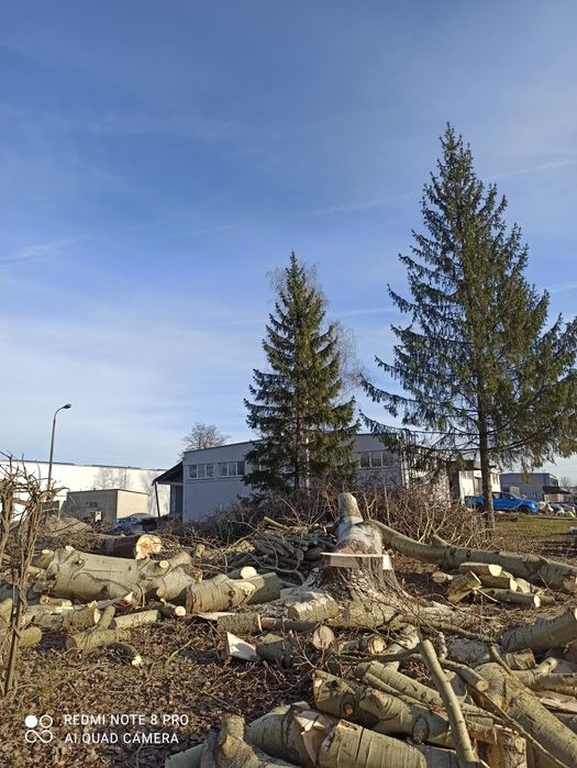 Wycinka drzew/frezowanie pni/mulczer leśny