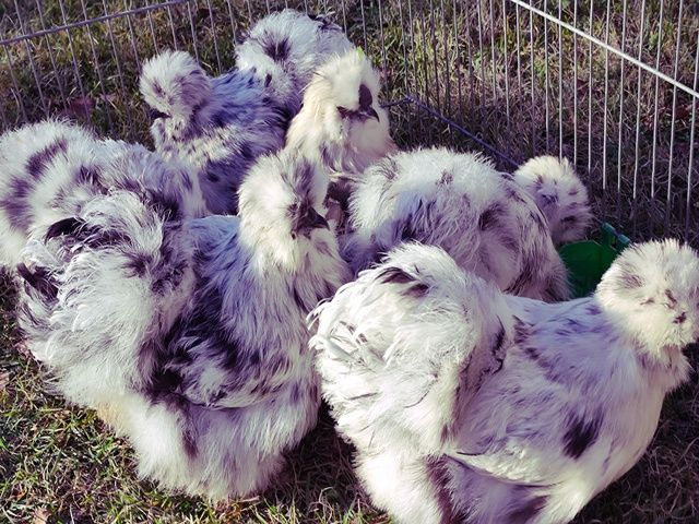 Інкубаційне яйце. Китайська шовкова: коричнева, фарфорова, спліш.