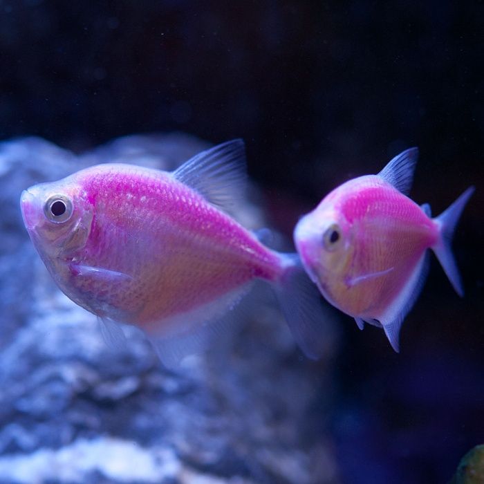 Тернеція LED всі кольори