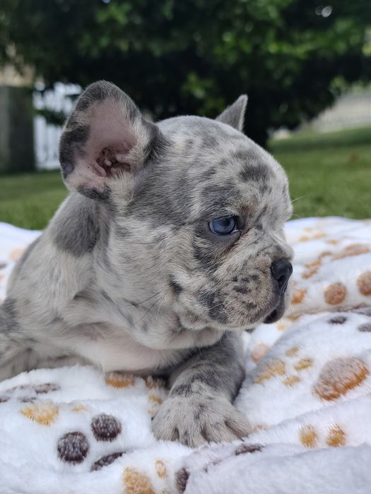 Bulldog lilac Merle