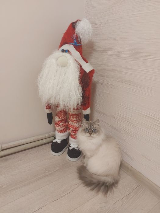 Кошенята з родовидом Невські маскарадні