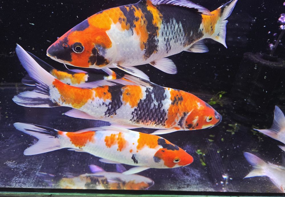 Karpie koi Showa i sanke 20-25cm
