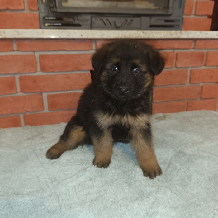 Owczarek Niemiecki Długowłosy