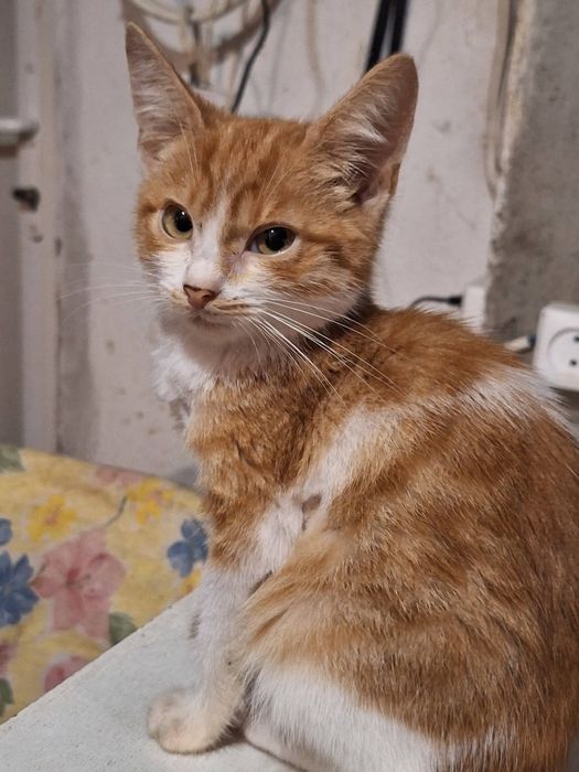 Сенсація! Руде Сонечко! Хлопчик, 3 місяці!