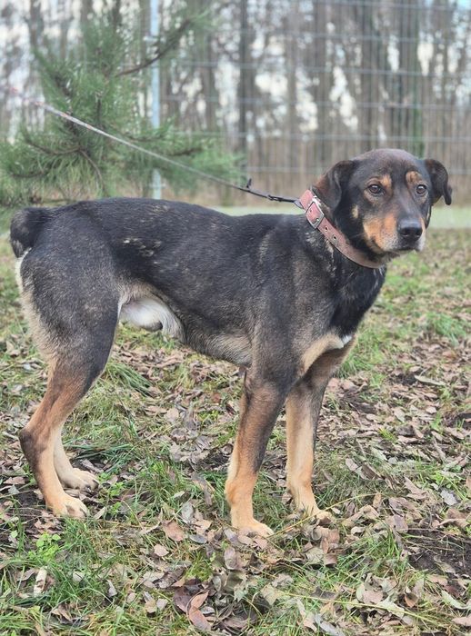 Mikado - kundelek, który wyczekuje adopcji!