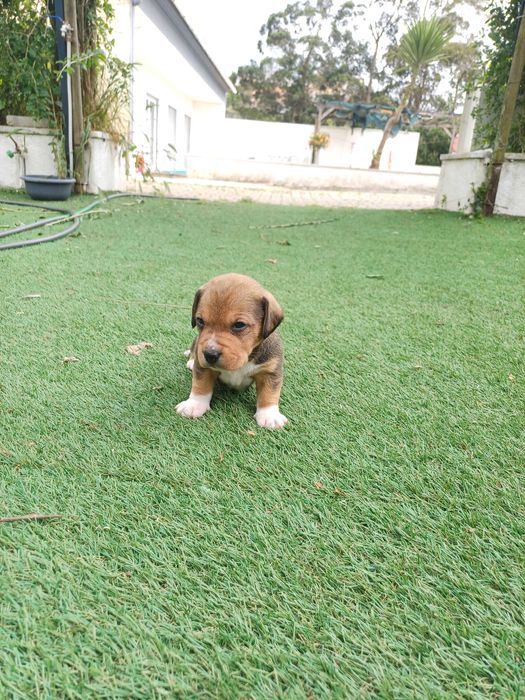 Cachorros para Adoção Responsável