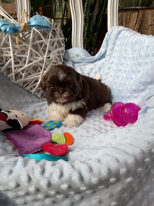 Shih - Tzu Salonowa Suczka