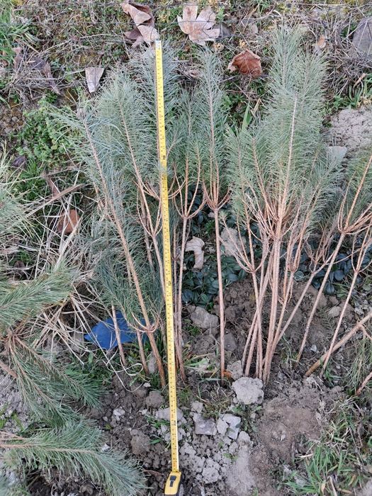 Świerk srebrny 30-50cm