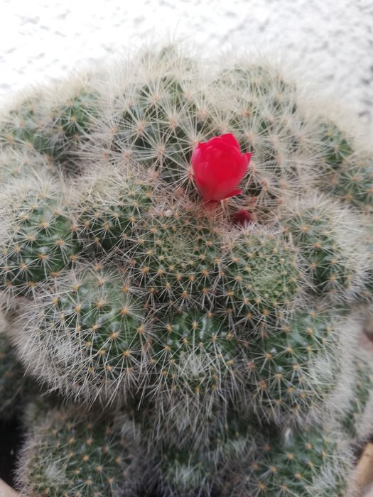 кактус ребуція (червона)