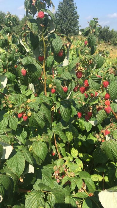 Продам садженці малини,мопена 10грн