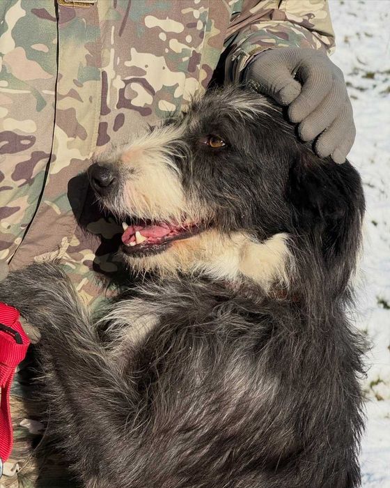 Діна, метис, шукає дім | Центр адопції Зачин