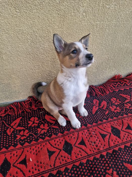 Łajki zachodniosyberyjskie