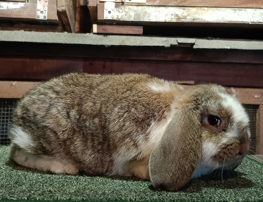 Samczyki Baran francuski