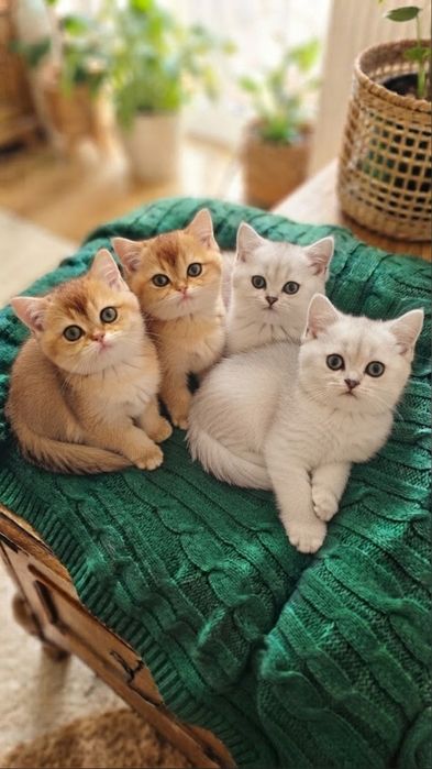 кошенята британська шиншила, найкращий вибір!
